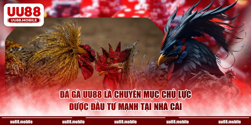 Đá gà UU88 là chuyên mục chủ lực được đầu tư mạnh tại nhà cái
